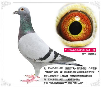 长江鸽业-----雷姆克744 雄