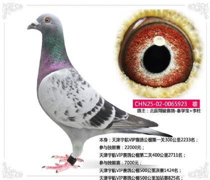 天津宇航VIP赛鸽公棚500公里加站赛825名 雄