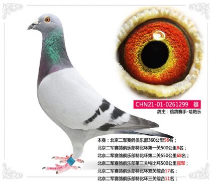 北京二军赛鸽俱乐部第三关特比环500公里冠军 雄
