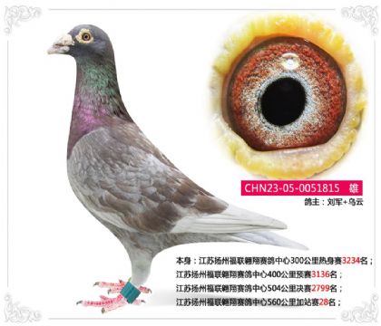 江苏扬州福联翱翔赛鸽中心560公里加站赛28名 雄