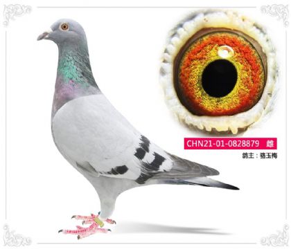 骆玉梅879 雌