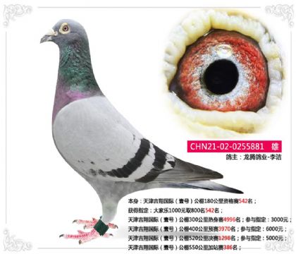 天津吉翔国际(壹号)公棚550公里加站赛386名 雄