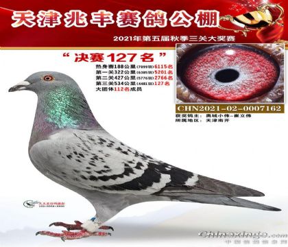 天津兆丰赛鸽公棚534公里决赛127名 雌
