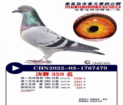 秦皇岛秦火赛鸽公棚500公里决赛359名 雄