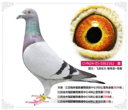 江苏扬州福联翱翔赛鸽中心600公里加站赛23名 雌