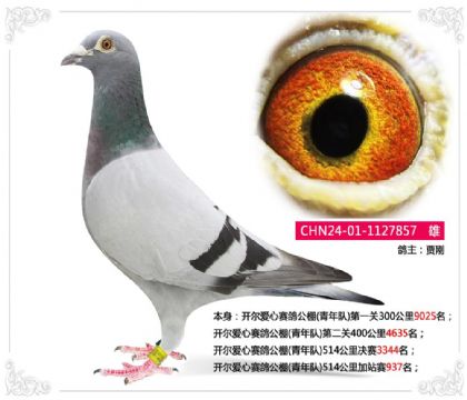 开尔爱心赛鸽公棚(青年队)514公里加站赛937名 雄