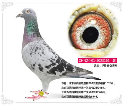 北京百鸽园联盟杯双关综合694名 雌