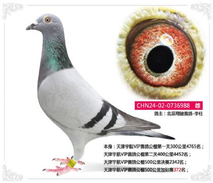 天津宇航VIP赛鸽公棚500公里加站赛372名 雌