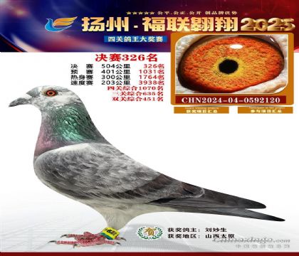 江苏扬州福联翱翔赛鸽中心500公里决赛326名 雄
