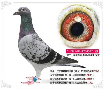辽宁创翼赛鸽公棚(春)550公里加站赛112名 雌