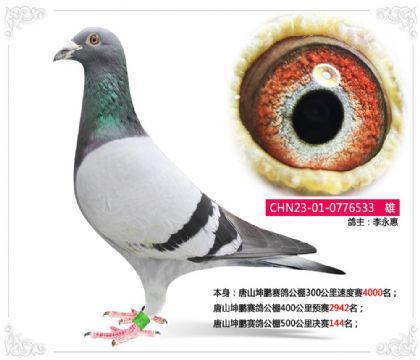 唐山坤鹏赛鸽公棚500公里决赛144名 雄