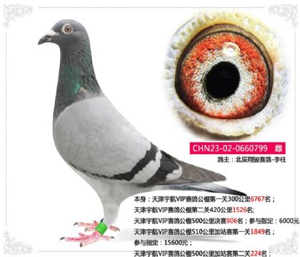 天津宇航VIP赛鸽公棚500公里决赛906名 雌