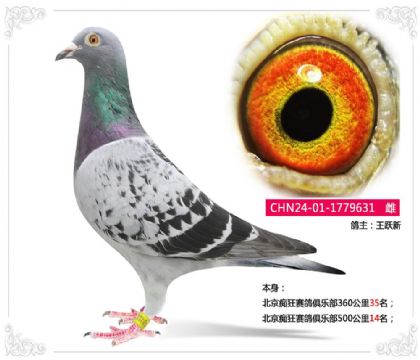 北京痴狂赛鸽俱乐部500公里14名 雌