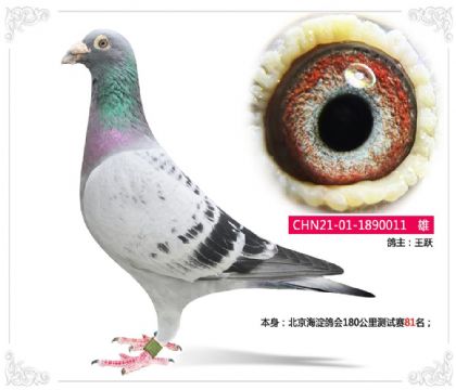 北京海淀鸽会180公里测试赛81名 雄