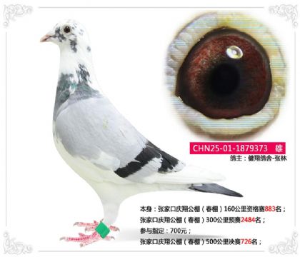 张家口庆翔公棚(春棚)500公里决赛726名 雄