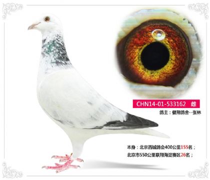 北京市550公里联翔海淀赛区26名 雌