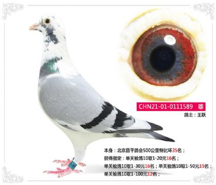 北京昌平鸽会500公里特比环35名 雄