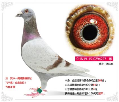 山东淄博桓台鸽会500公里7名 雄
