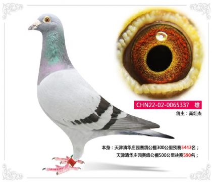 天津清华庄园赛鸽公棚500公里决赛590名 雄