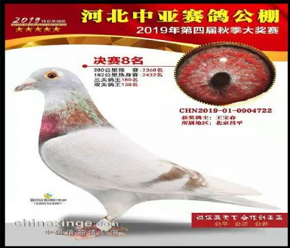 王宝春--河北中亚赛鸽公棚500公里决赛8名 雄
