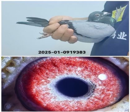 ����³��Ĭ�¹ھ�ƽ��