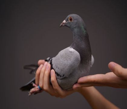ī�ƶ��������5����ֱŮ