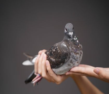 �ڰ߸���ֱ�ӡ��ƽ�����˸���������ֱ��Ů
