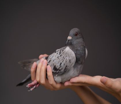 ��ŵ��ֱ���ȫ�������ֱ��Ů