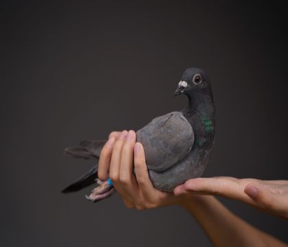 �������ֱ�ӡ���ŷ�߿�С��ֱŮ