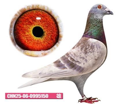 范登布克-好红号150