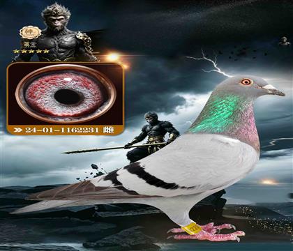 吉尔特海伦231