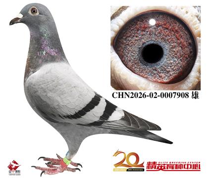 奶酪世界铭鸽”240“近亲直孙