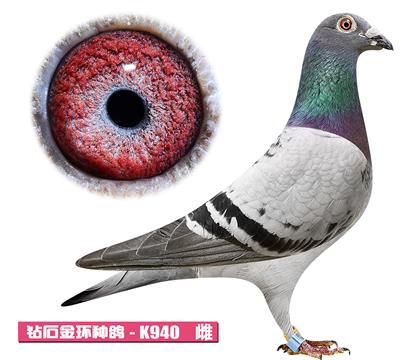 考夫曼-艾玛文女孩K940