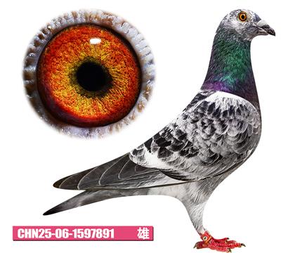 雷德曼-好红先生891
