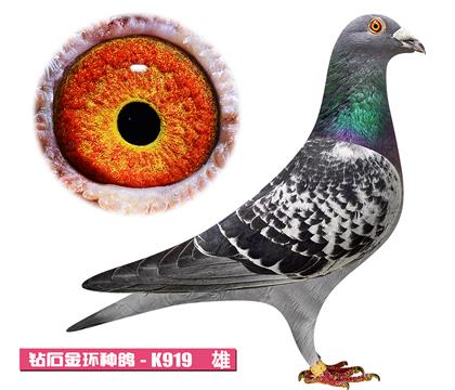 凡戴克-无敌公主K919