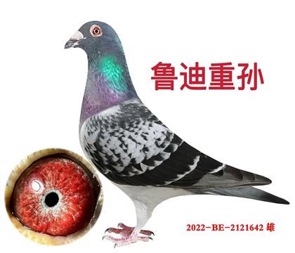 鲁迪重孙