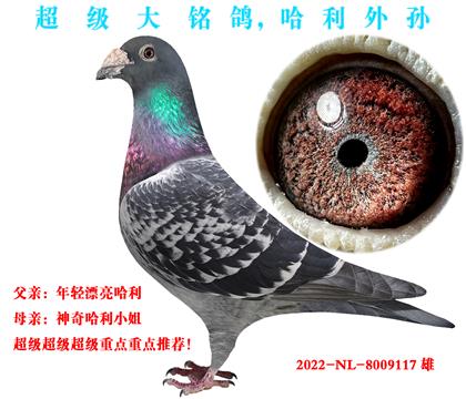 拿命推荐!哈利外孙