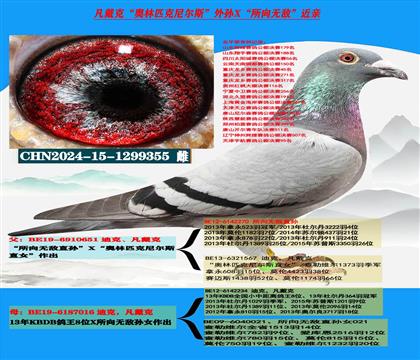 (重点推荐 公棚专家)凡戴克所向无敌高级种鸽
