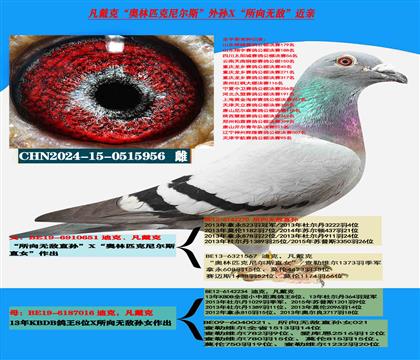(重点推荐 公棚专家)凡戴克所向无敌高级种鸽