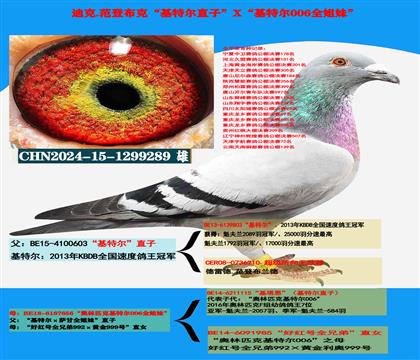 (提速利器)范登布克“基特尔”直子X“006”全姐妹