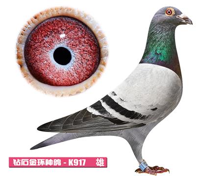 凡戴克-无敌王子K917