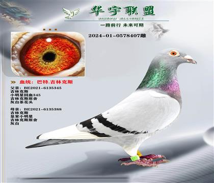 吉林克斯 世界大铭鸽 小明星 多重溶血 金姆