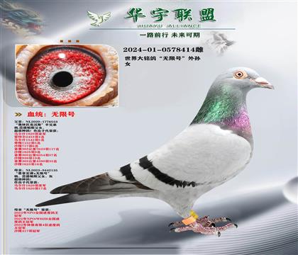 杨范德帕斯 世界大铭鸽 无限号 外孙女