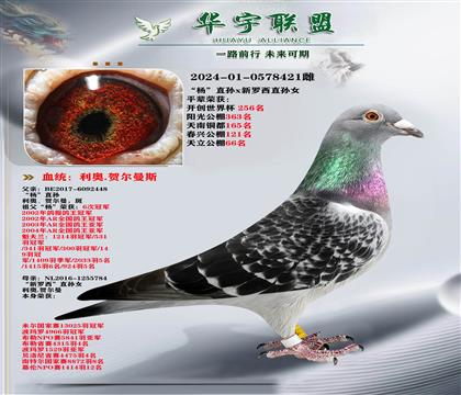 利奥 鸽王杨直孙X新罗西 独眼雌直孙女 中小体型