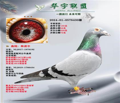 速度之王 林波尔 公牛号X奇迹号 超级种雄