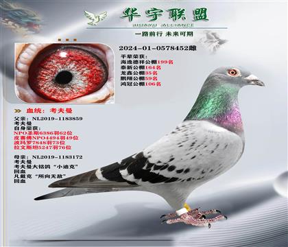 考夫曼 世界大铭鸽 速霸龙直孙X小迪克直孙女
