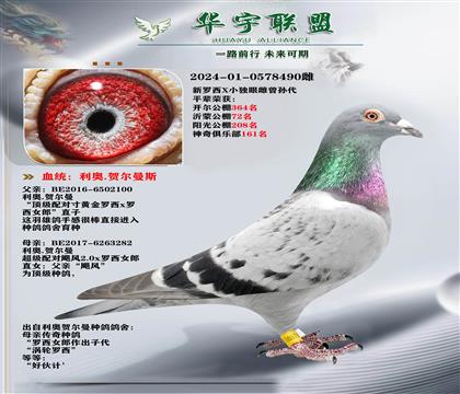 利奥 新罗西X独眼雌曾孙女