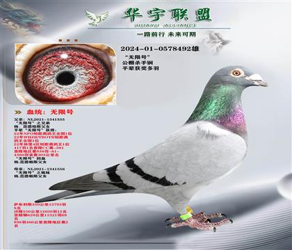 杨范德帕斯 无限号之兄第X无限号之姊妹