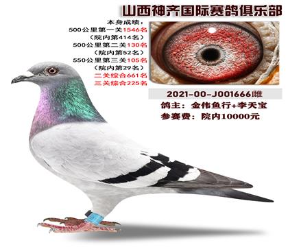 本身荣获山西神奇国际赛鸽俱乐部院内29名
