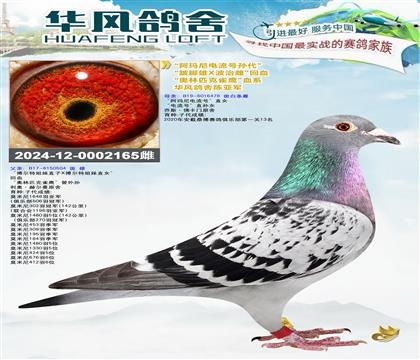 华风鸽舍 “阿玛尼电流号孙代”